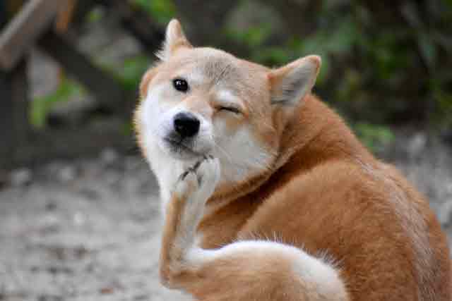 グレインフリーでアレルギーリスクを低減