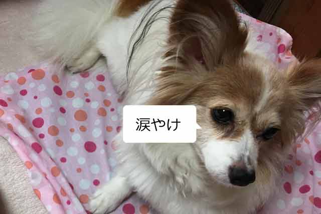 モグワンを涙やけの愛犬に与えた筆者の口コミ