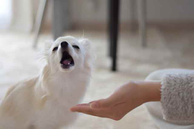 生活環境による匂いと清潔管理のコツ