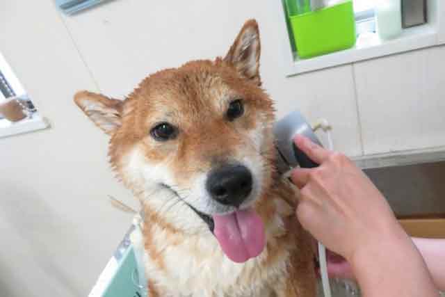 犬臭い耐えられない原因と改善方法