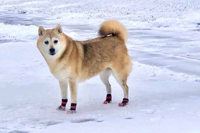 犬の靴下が脱げない方法まとめ