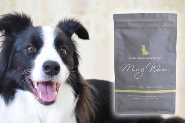 モグワンがボーダーコリーにおすすめな10の理由