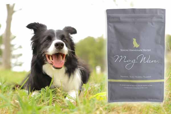 モグワンはボーダーコリーにおすすめ！まとめ
