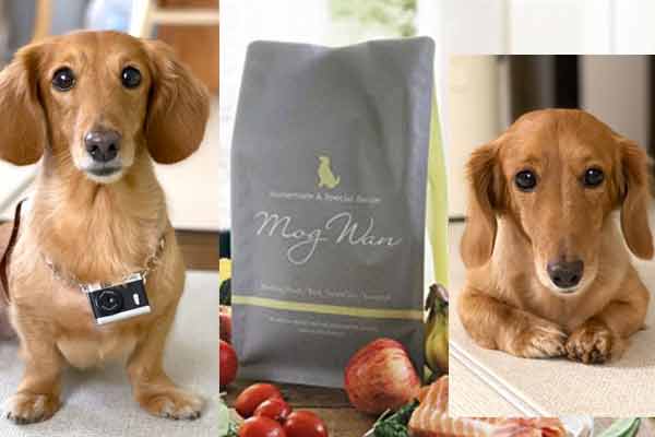 モグワンがミニチュアダックスに合う理由