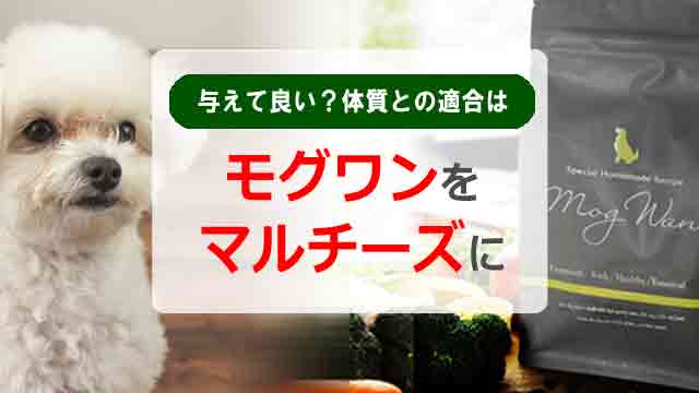 モグワン マルチーズ