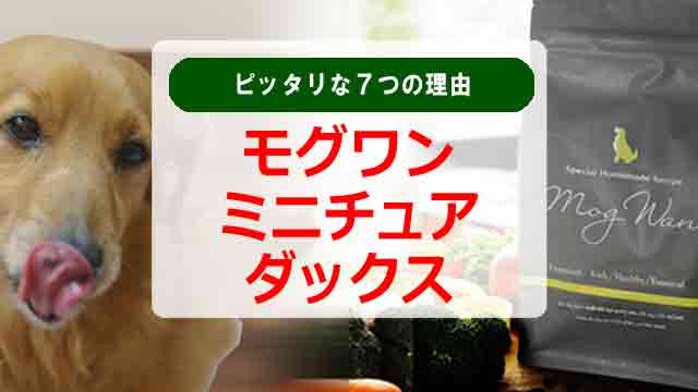 モグワンがミニチュアダックスフンドにピッタリな７つの理由！