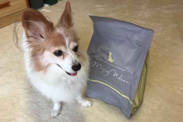 モグワンが涙やけに効果があるか検証する犬