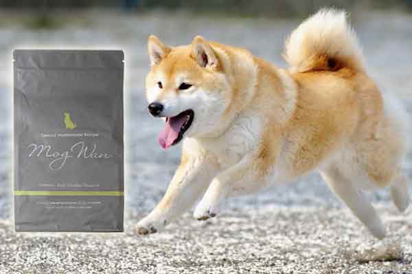 モグワンを柴犬に与える際の知っておきたい情報