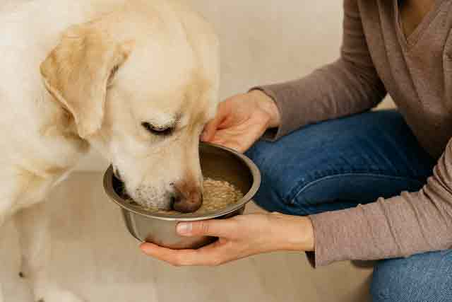 老犬のためのドッグフードのふやかし方の実践方法と応用