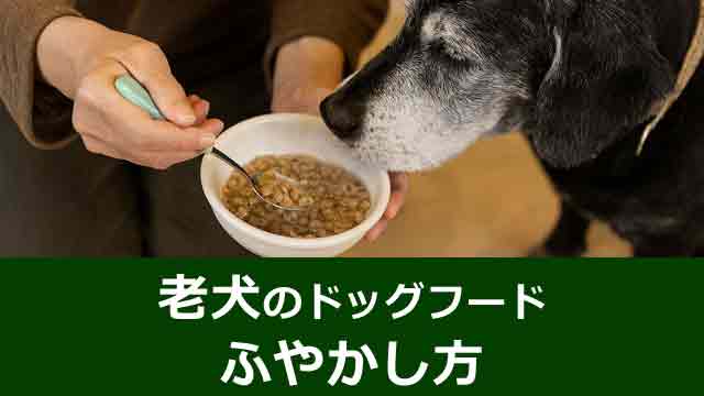 【老犬のためのドッグフードふやかし方】で食欲復活と絆を深める方法